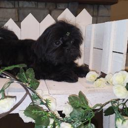 Macy - Black female Shih Tzu puppy in Kings Mountain, North Carolina from Britany's Shih Tzus