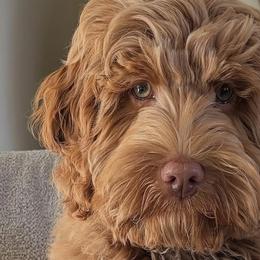 Goldendoodles from Designer doodles