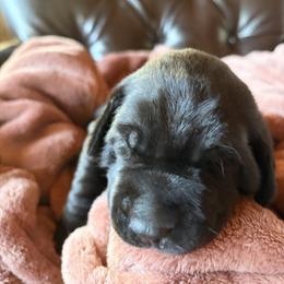 Boy 4 - male Labrador Retriever puppy in Winnemucca, Nevada from Oakley's Mountain View Kennel