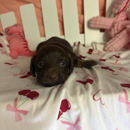 Genie - Chocolate female Dachshund puppy in Lake City, Florida from My Ditzy Doxies of Florida