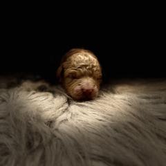 Australian Labradoodle, Cavachon, and Cavapoo Puppies from Bark & Bramble