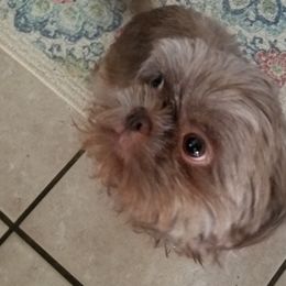Penny - Shih Tzu