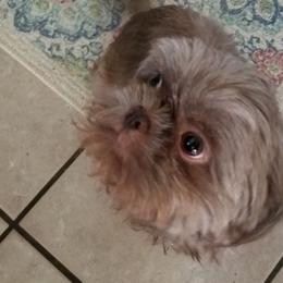 Penny - Shih Tzu