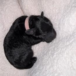 Athena - Black female Poodle puppy in Bakersfield, California from Pedigree Poodles