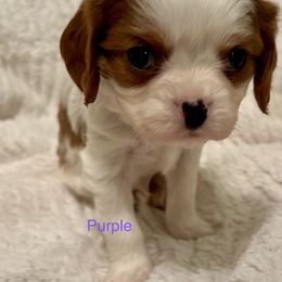 Cavalier King Charles Spaniel Puppies from Rhonda Davis