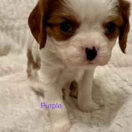 Cavalier King Charles Spaniel Puppies from Rhonda Davis