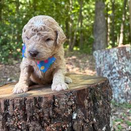 Corduroy - Apricot male Goldendoodle puppy in Camden, North Carolina from Oopsie Doodles of NC