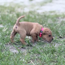 Arianna - Fawn female Chinese Shar-Pei puppy in Lehigh Acres, Florida from Florida Wrinkles