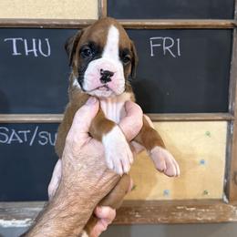 Charlie - Fawn male Boxer puppy in Rochester, Washington from Holly's Boxers of Rochester