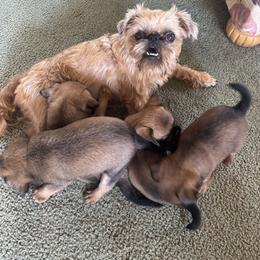 Brussels Griffon All Grown Up from Precious Paws Brussels Griffons