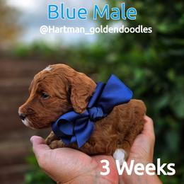 Blue - Red  male Goldendoodle puppy in Upland, California from Hartman Goldendoodles