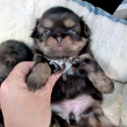 Chocolate sweety pie - Chocolate and tan female Shih Tzu puppy in Amherst, Maine from McKayla Hairston