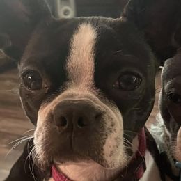 Boston Terriers from D & R Boston Terriers