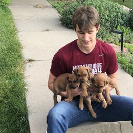 Rhodesian Ridgebacks from Penny's Puppies (Rhodesian Ridgeback)