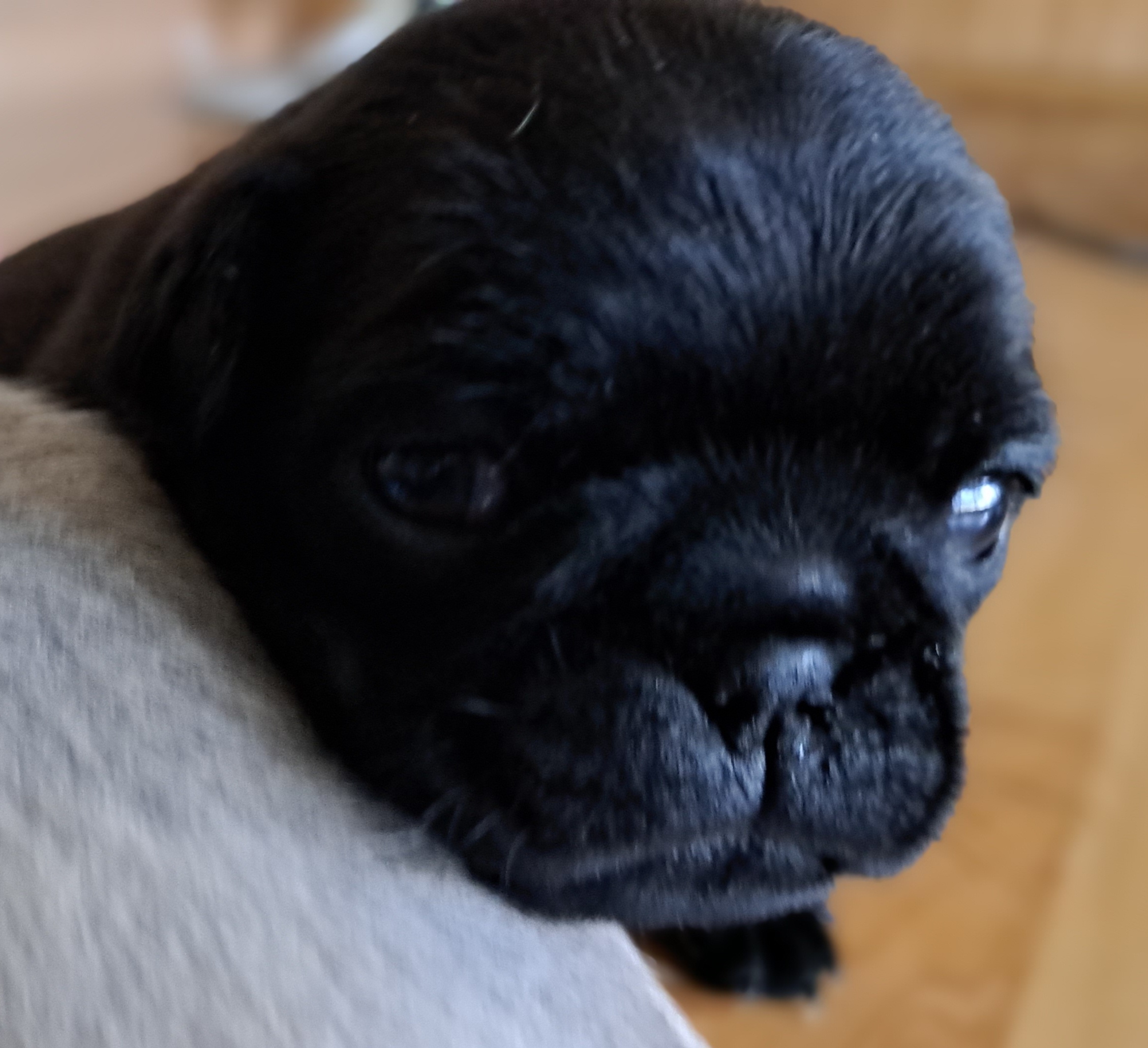 Pug Puppies from Cj Snuggle Pugs