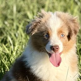 Miniature Australian Shepherds and Toy Australian Shepherds from South Paw Toy Aussies