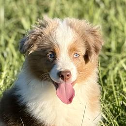 Miniature Australian Shepherds and Toy Australian Shepherds from South Paw Toy Aussies