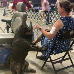 Labrador Retriever Puppies from Laurie & Joe's Labs