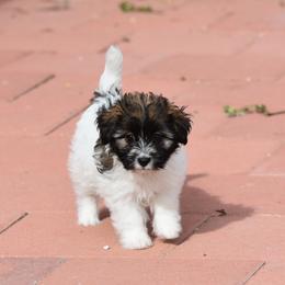 Paige Boy 1 - White and tan male Russell Terrier puppy in Middletown, Virginia from DBF Russell Terriers