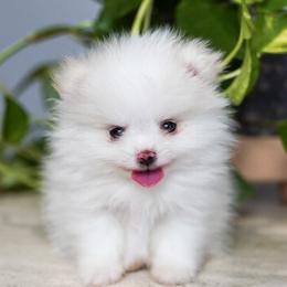 Tofu - Cream male Pomeranian puppy in Santa Clarita, California from Hollywood Mini Pets