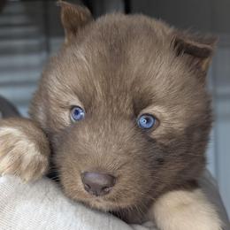 Snickers - Red and white male Siberian Husky puppy in Coshocton, Ohio from Wyant Farms