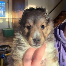 Bell - Sable and white female Shetland Sheepdog puppy in Wyoming, Minnesota from Crooked Creek Shelties