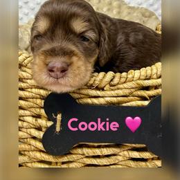 Cookie - Chocolate female Australian Labradoodle puppy in Sacramento, California from Delta Breeze Labradoodles