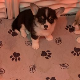 Pembroke Welsh Corgi Puppies from Salted Rim Corgis