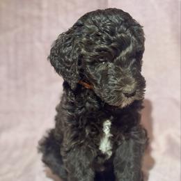 Toblerone - Chocolate male Goldendoodle puppy in Tybee Island, Georgia from Castaway Doodles