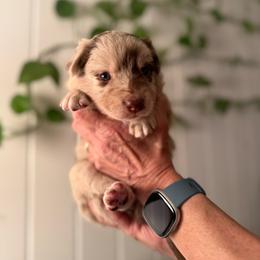 Monica - Red merle female Australian Shepherd puppy in Dunn, North Carolina from The Dogs of Working Aussies Homestead