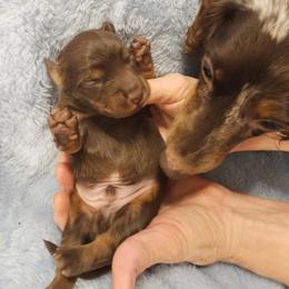 Boy 1 - Black and tan male Dachshund puppy in Austin, Texas from Glorious Minis