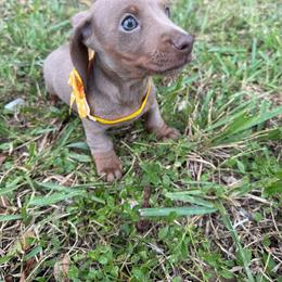 AKC female- 3000 - Fawn (isabella) and tan female Dachshund puppy in Homestead, Florida from Weenie Land Miami