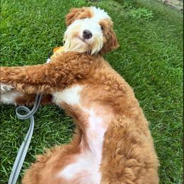 Cedar - male Australian Mountain Doodle puppy in Grand Rapids, Michigan from The Kindred K9