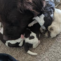 Newfoundlands from Wrinkles Rare Newfoundlands