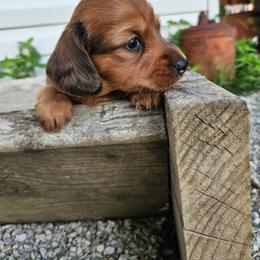 Merida - Red female Dachshund puppy in Mountain Grove, Missouri from Boot Scootin Pups