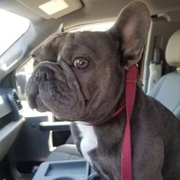 French Bulldog All Grown Up from Blue Cedar Kennels