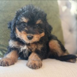 Candy Corn - Black phantom male Aussiedoodle puppy in Granbury, Texas from Triple Cross Doodles