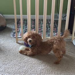 Sir Tinley - Poodle
