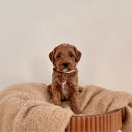 Pick 6 - Petite Male - Apricot male Goldendoodle puppy in Madisonville, Kentucky from Carlie and Co. Goldendoodles