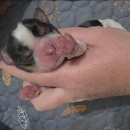 Poppy - Tri-Roan female English Springer Spaniel puppy in Fort White, Florida from Thunderbird Springers