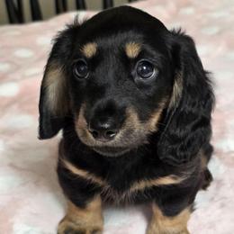 Purple Girl - Black and tan female Dachshund puppy in Lenoir, North Carolina from Yadkindale Kennel