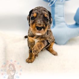 Blaze - Merle male Goldendoodle puppy in California City, California from Summer Sun Doodles