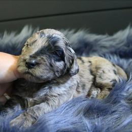 Gauge - Merle male Goldendoodle puppy in Missouri from Husky Hill Kennel