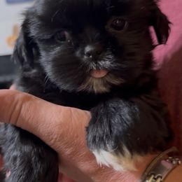 Black an white female - Black and white female Shih Tzu puppy in Beaver, Ohio from Jessica’s Shih Tzus