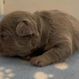 Ethan - Tricolors male French Bulldog puppy in Spokane, Washington from Lilac City Frenchies