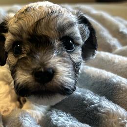 Havanese from Sweet Tea Havanese