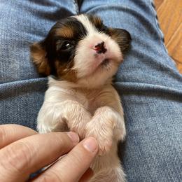 Cavalier King Charles Spaniel Puppies from Team Turner Cavalier King Charles Spaniels