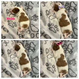 Cavalier King Charles Spaniel Puppies from Wilburn Cavalier King Charles