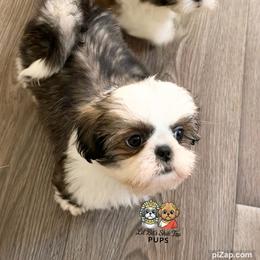 Cruz - Tricolor male Shih Tzu puppy in Walkertown, North Carolina from Lil’ Bit’s Shih Tzu