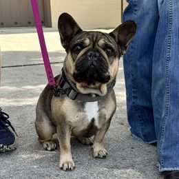 Darby - French Bulldog